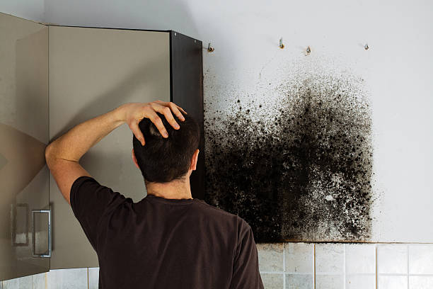 Why You Should Choose Our Mold Remediation Services in Arbuckle, CA